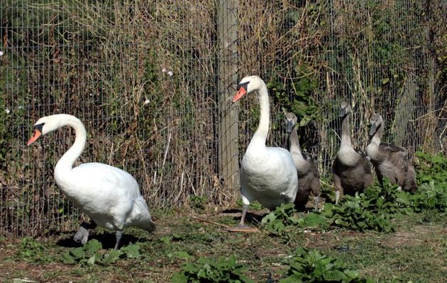 Cygnes tuberculés (ou muets) - Ile de Ré - 17