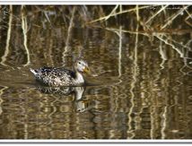 Canard souchet femelle - Anas clypeata