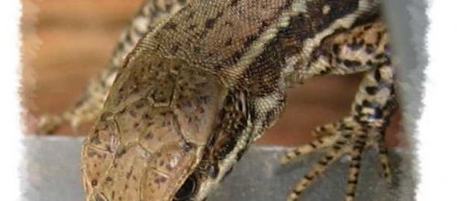 Podarcis muralis, le lézard des murailles