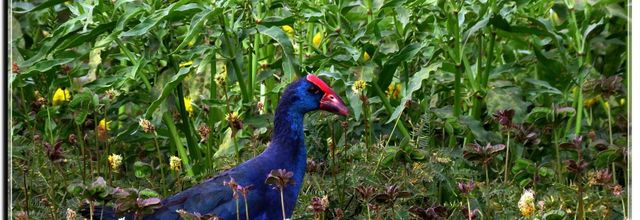 ENCORE QUELQUES OISEAUX  NOV 2019  DJOUDJ