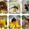 Les Abeilles ! cartonnettes (2)