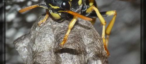 Polistes dominulus