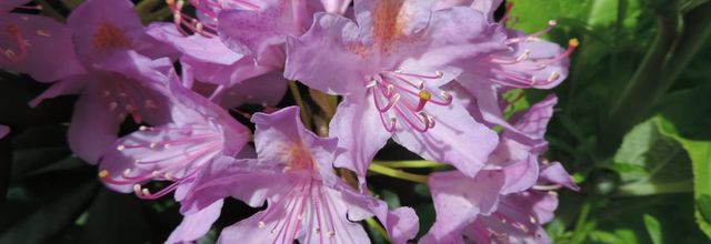 ma fleur de Rhododendrons