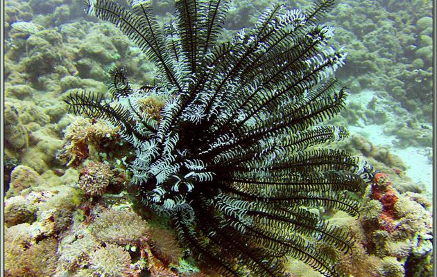 Comatule de Schlegel noire (Comaster schlegelii) - Dega Thila - Atoll d'Ari - Maldives