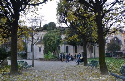 L'arbre le plus vieux de Paris (Square René Viviani-Montebello)