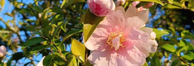 L'Abécédaire du mieux