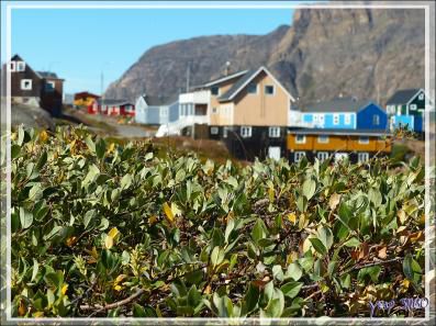 Sous ces latitudes les arbres se limitent à des arbres nains, ici des saules, possible "Salix repens", le Saule rampant - Sisimiut - Groenland