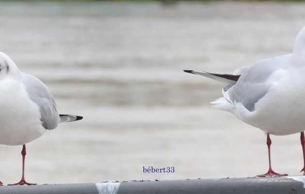 des mouettes sur les quais à Bx 