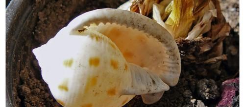 Coquillage - Shell