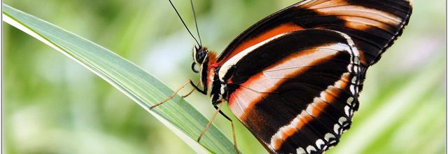 Tigre Orange (1) - Dryadula phaetusa