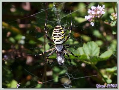 Promenade sur "le sentier aux nids d'araignées" Argiope frelon ou Épeire fasciée (Argiope bruennichi). Une femelle, puis un petit mâle - Verdun-sur-Ariège - 09