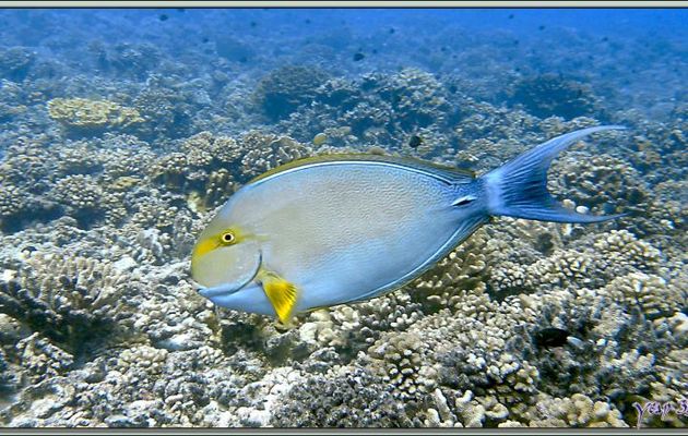 Chirurgien à queue blanche, Elongate surgeonfish or Pale surgeonfish (Acanthurus mata) - Passe Tumakohua (passe sud) - Atoll de Fakarava - Tuamotu - Polynésie française