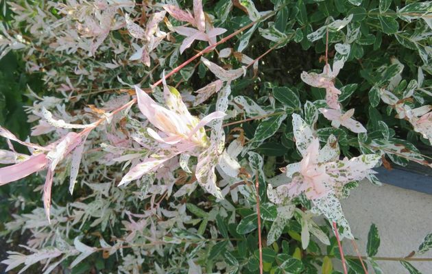 des plantes et fleurs et ++