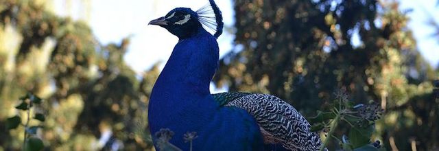 Bois de Vincennes, Lac Daumesnil : Des paons de toutes les couleurs !