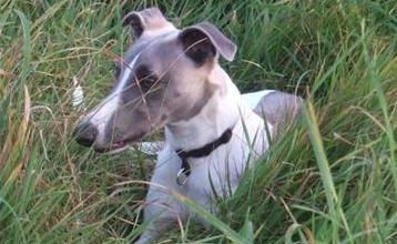 Des nouvelles d'Etonnant (Esterel)