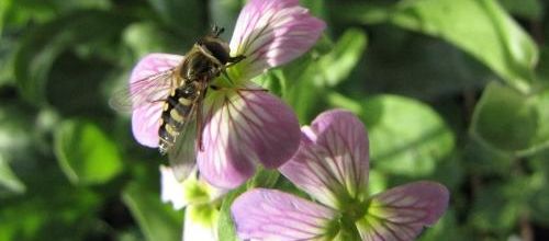 ...un bel et gentil insecte...