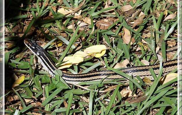 Les animaux les plus antipathiques pour mon épouse : les serpents !  Serpent à quatre bandes, Four-striped Snake (Dromicodryas quadrilineatus) - Nosy Sakatia - Madagascar