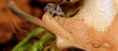 El baile de la araña Saitis barbipes