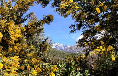 Mimosa - Calenzana
