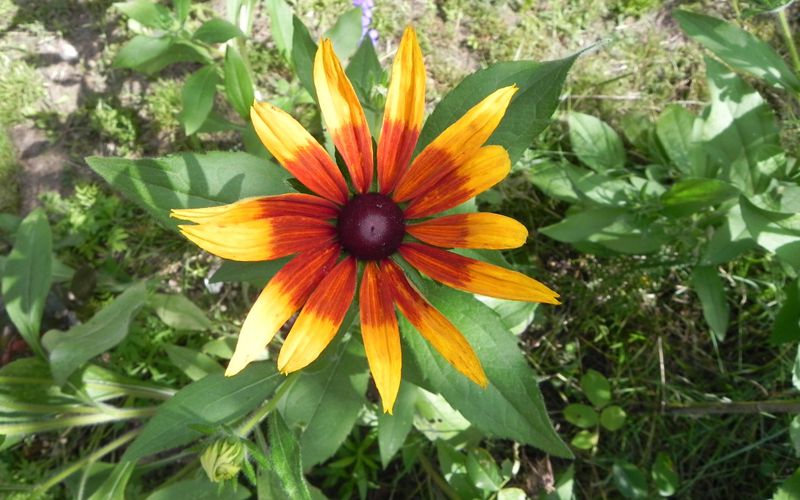 quelques fleurs du jardin !