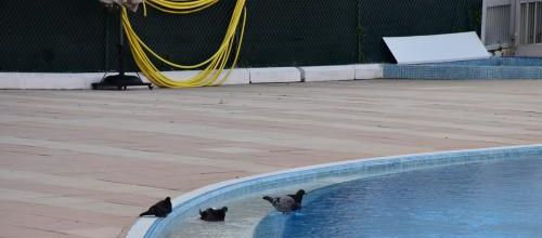 bain à pigeons