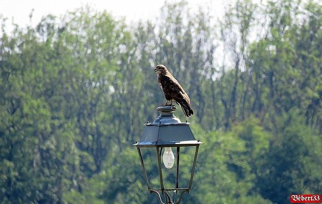 une buse, ce bel oiseau 