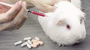 Les animaux utilisés pour la recherche médicale.