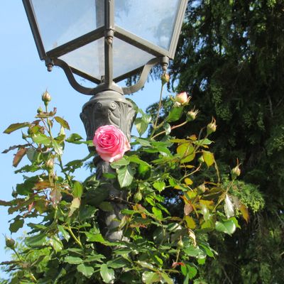 Citations extraites des Méditations du DALAÏ-LAMA (1)