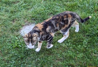 un minou-minette vient chez nous