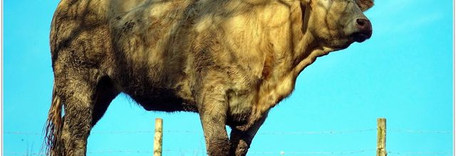 Vache (5) - Bos taurus