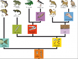 La classification des animaux