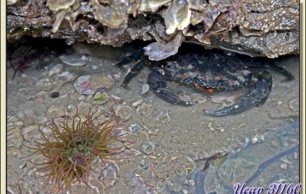 Le crabe et l'anémone - La Couarde-sur-Mer - Ile de ré - 17