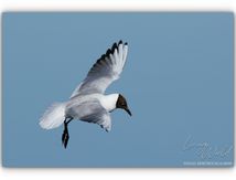 Mouettes où Goélands ?