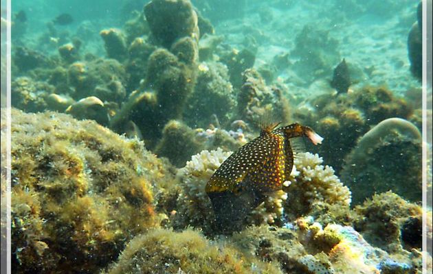 Poisson-coffre pintade ou Coffre à taches blanches, Whitespotted boxfish (Ostracion meleagris) - Baie d’Avea - Huahine - Polynésie française