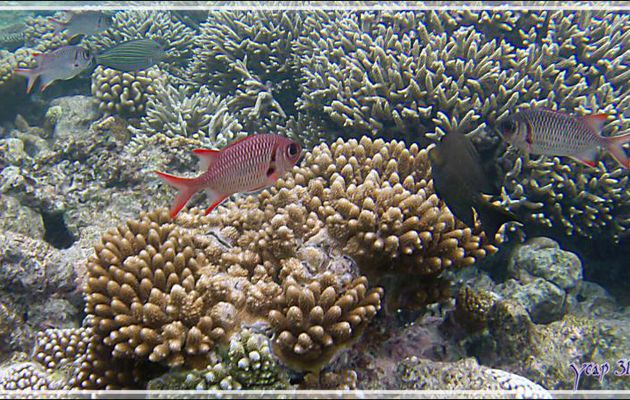 Poisson-soldat à grands yeux ou à œillères, Pinecone soldierfish (Myripristis murdjan) - Snorkeling à Thudufushi - Atoll d'Ari - Maldives