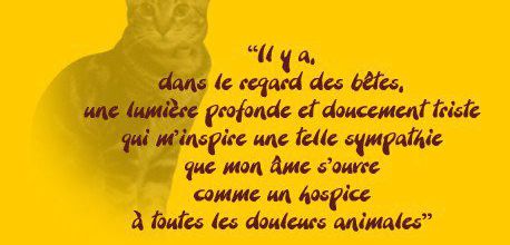 Il y a dans le regard des bêtes...
