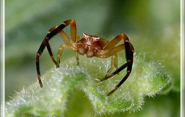 Araignée crabe Thomise enflée mâle (Thomisus onustus) de face, de profil et de dos - La Couarde-sur-Mer - Île de Ré - 17