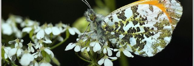 Aurore (1) - Anthocharis cardamines / Mâle