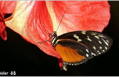 Hecalé (1) - Heliconius hecale