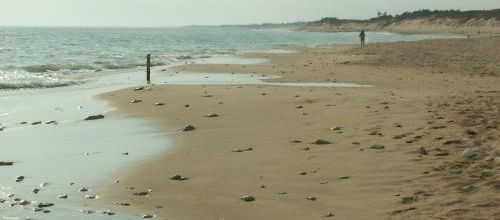 Bois plage en ré