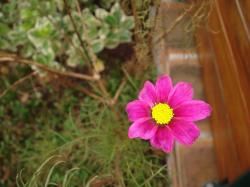 Petit tour au jardin...