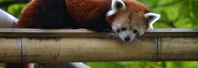 La Ménagerie, Zoo du Jardin des Plantes : Maya et Taj Min couple de pandas roux
