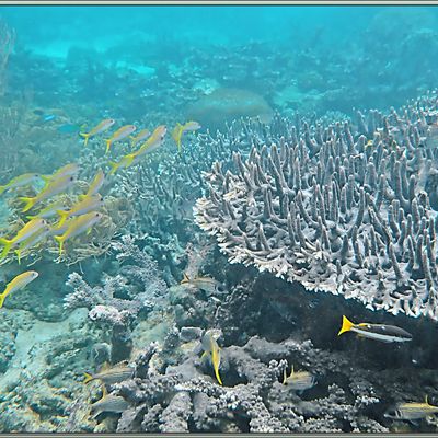 Snorkeling (PMT) aux alentours de la cascade Kiti-kiti - Fakfak Regency - West Papua Province - Indonésie
