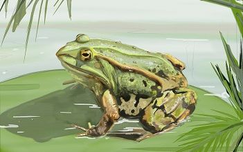 La grenouille est mon totem ... 