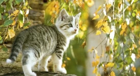 Beaux textes philosophiques et spirituels : Vivre tout simplement