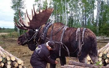 Mieux que le cheval : l'orignal ... 