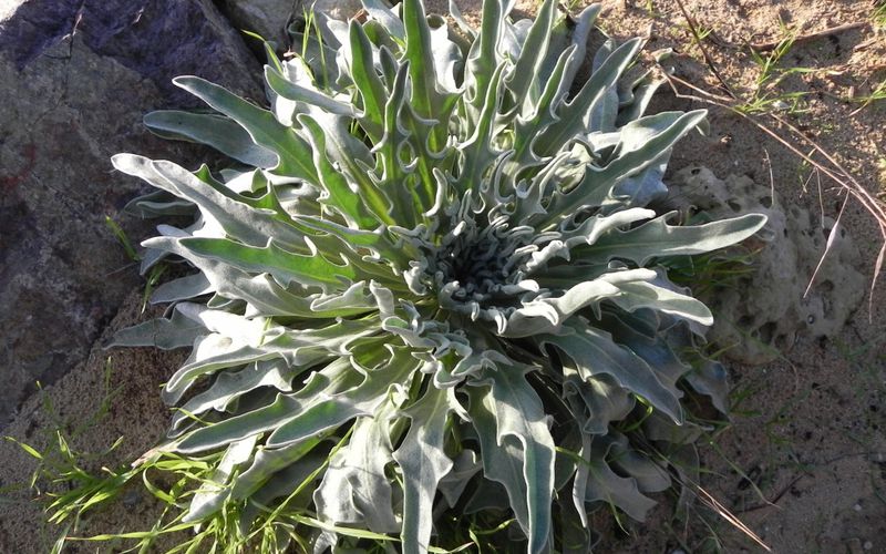 la plante du jour !