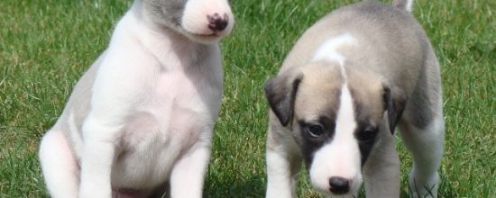 Quelques paires...de chiots!