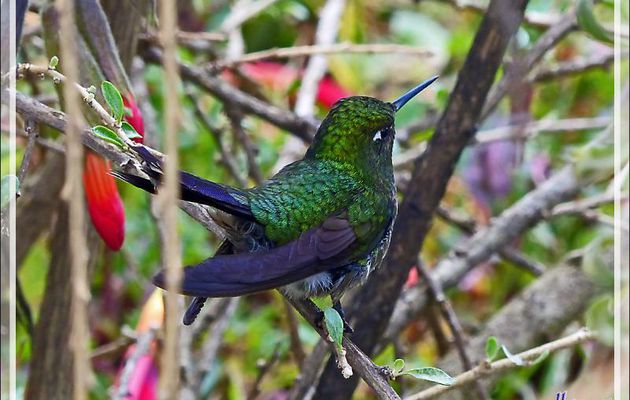 Colibri Émeraude orvert, Blue-tailed Emerald (Chlorostilbon mellisugus) - Sacsayhuamán - Cuzco - Pérou