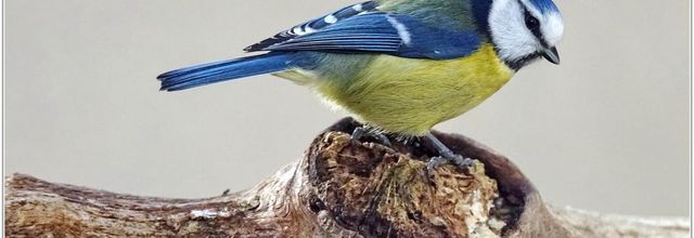 Mésange Bleue (6) - Cyanistes caeruleus